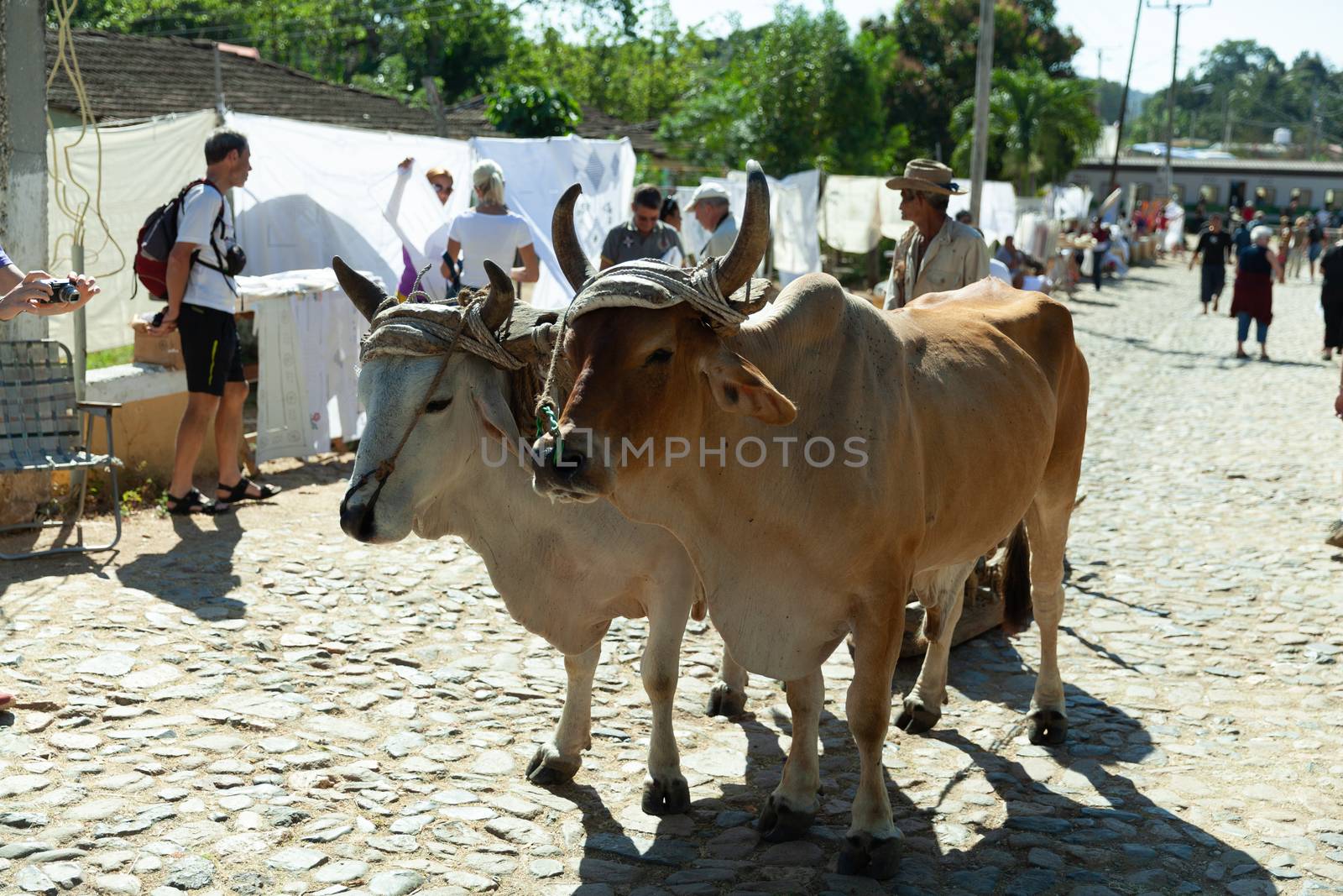 Cows, Manaca Iznaga, Cuba by vlad-m