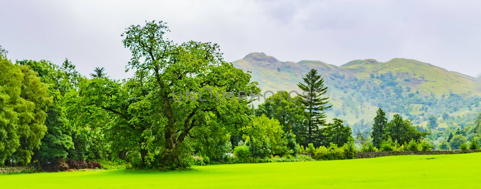 view of trees and mountains north east across ullswater from glenridding