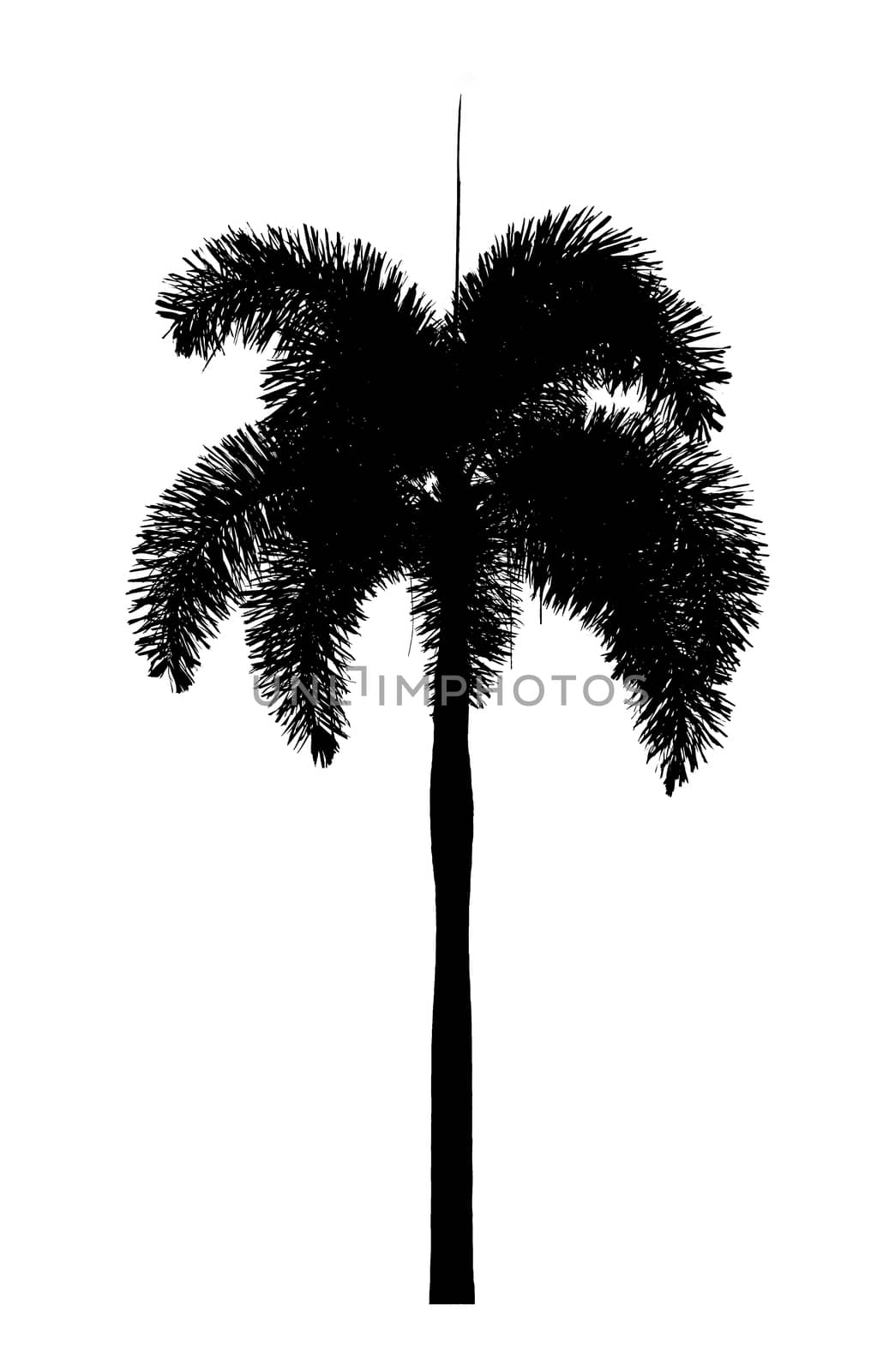 Palm tree silhouette Ornamental plants beautiful on white background