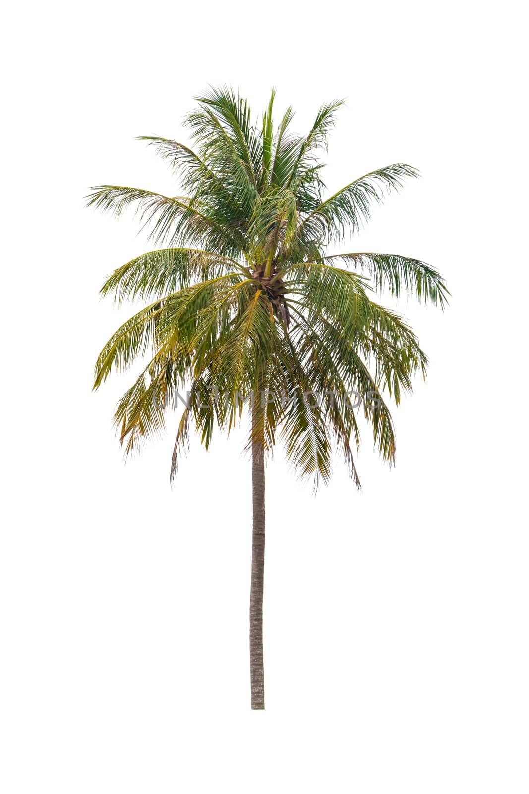 coconut tree beautiful on white background by pramot