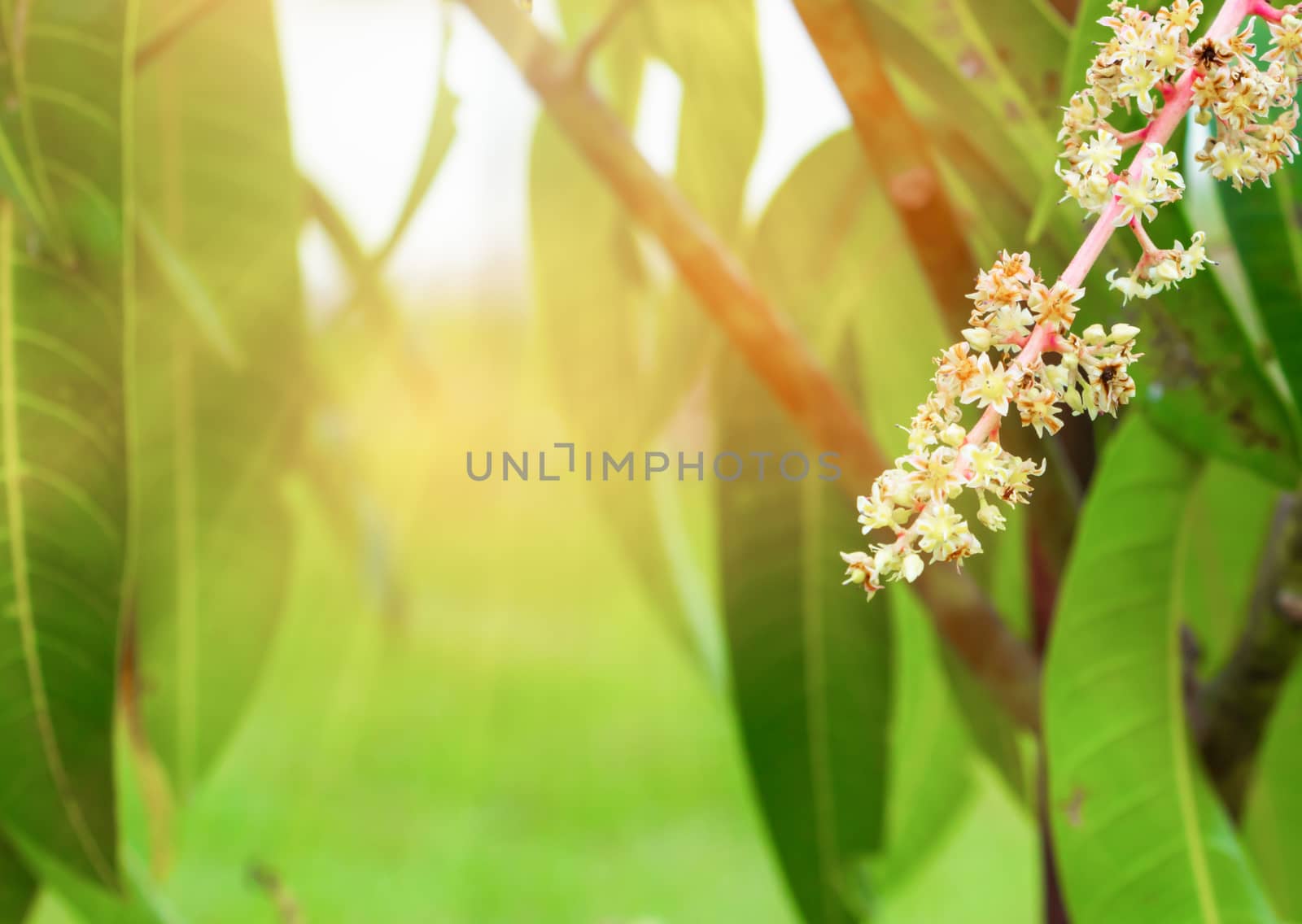 Close up Mango flower blooming at summer garden agriculture by pramot