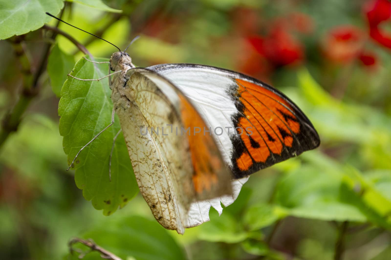 Hebomoia glaucippe butterfly or Great Orange Tip sitting on a leaf in nature