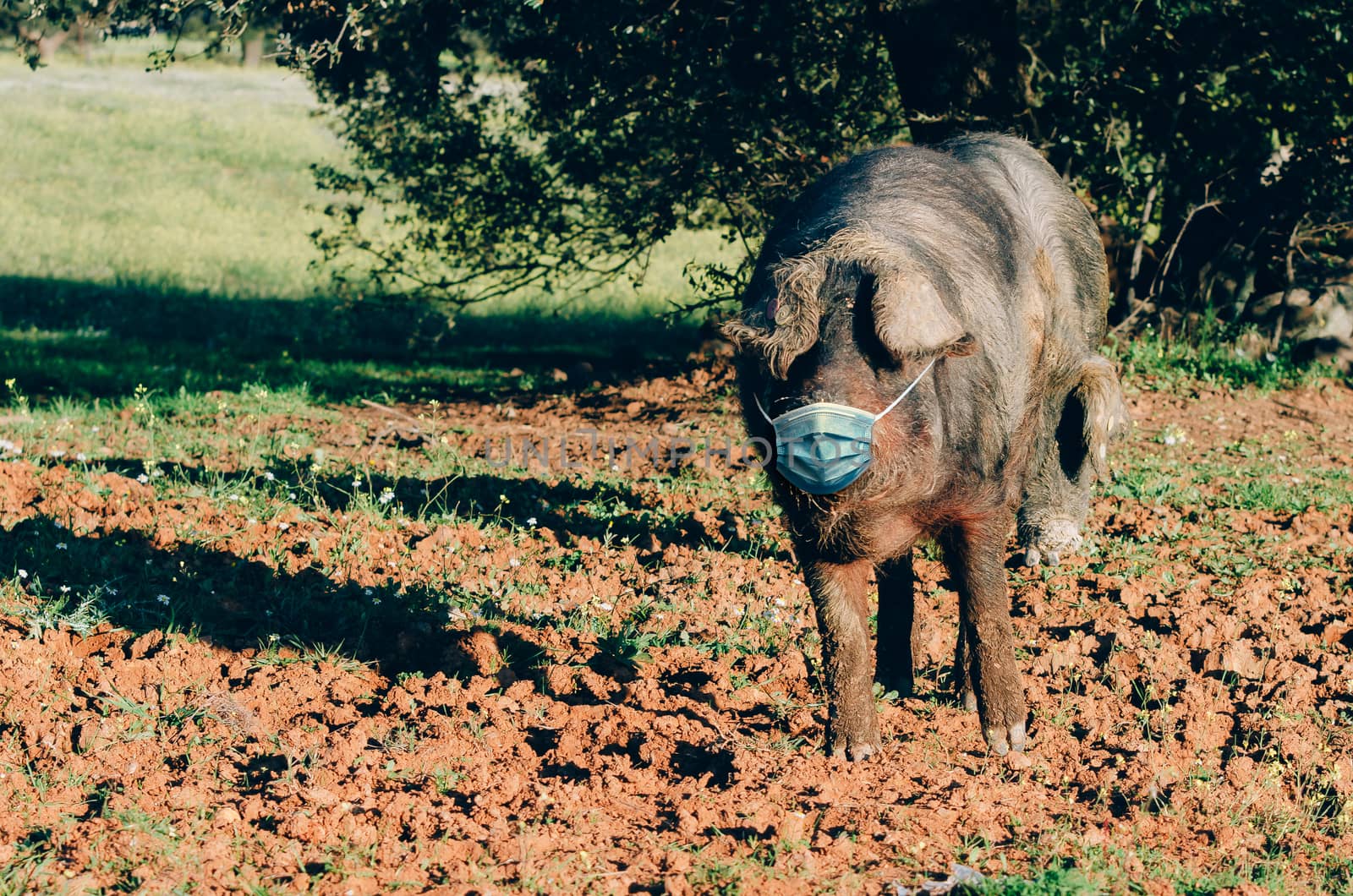 Iberican pigwith medical mask in the field by Fotoeventis