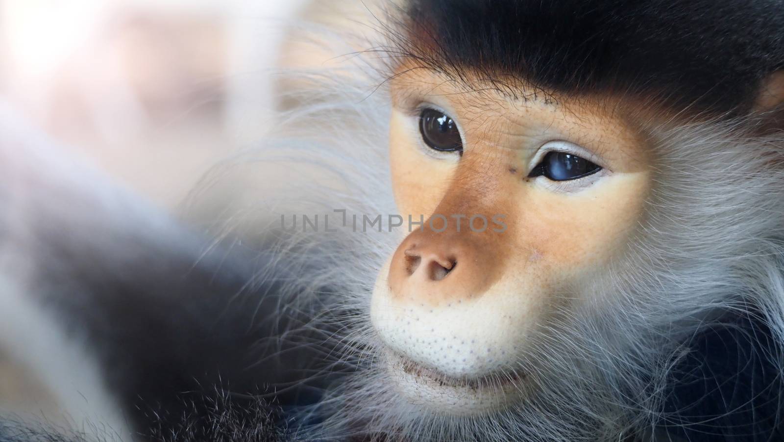 Close-up images of Red-shanked douc langur or Pygathrix nemaeus by gnepphoto