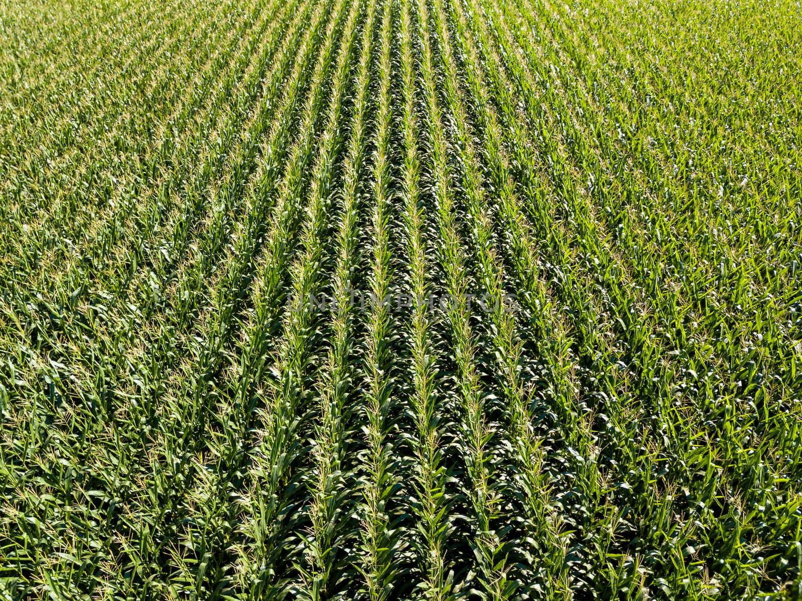 Corn field aerial view by dutourdumonde