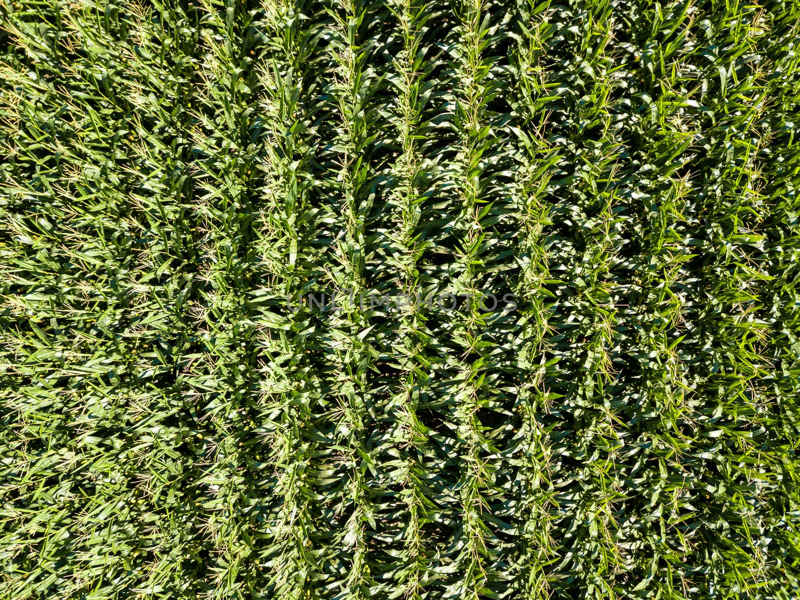 Corn field top down aerial view in summer, green vegetal texture, agriculture concept