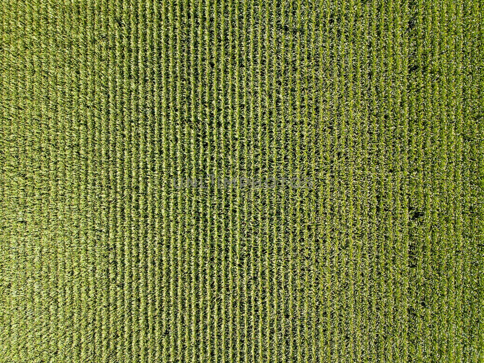 Corn field top down aerial view in summer, green vegetal texture, agriculture concept