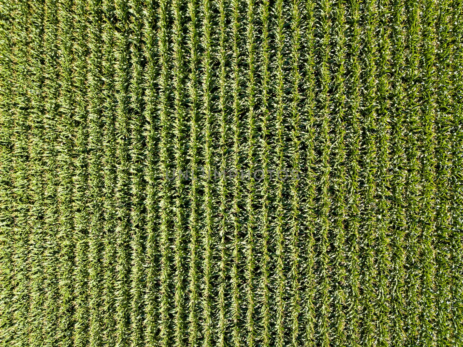 Corn field top down aerial view in summer, green vegetal texture, agriculture concept
