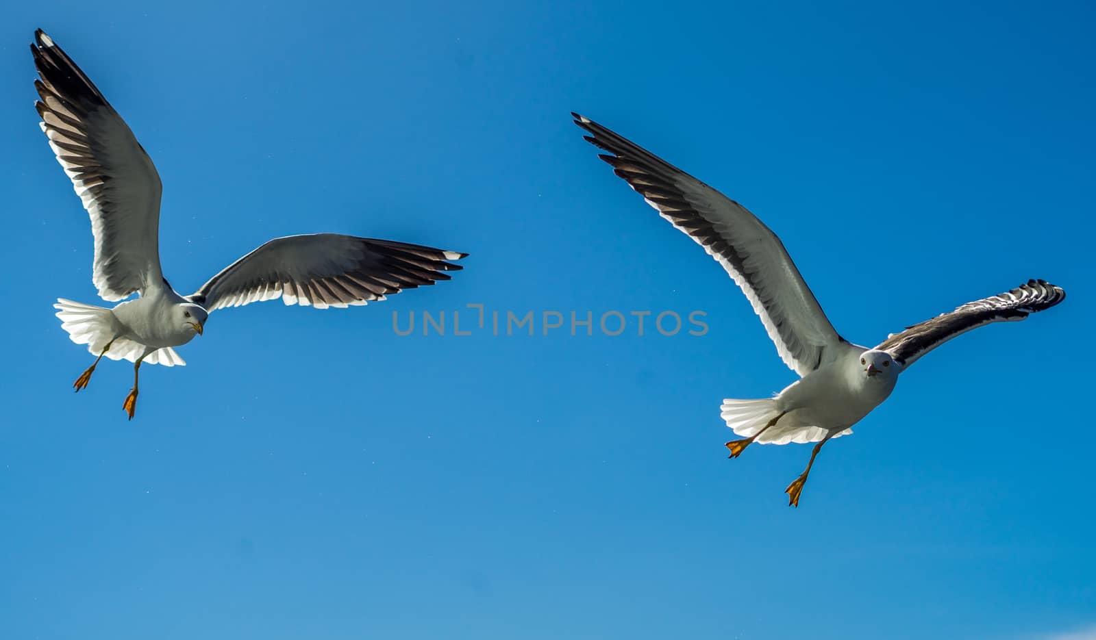 White sea gulls in the background of blue sky.