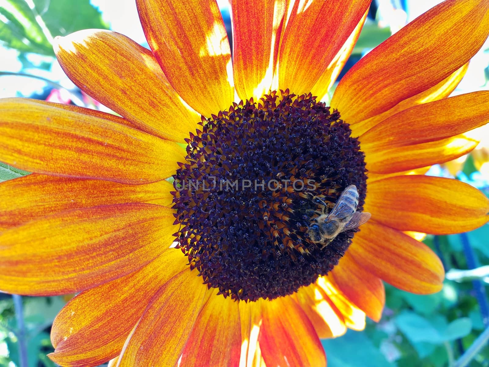 Sunflower flower head with honey bee by hamik