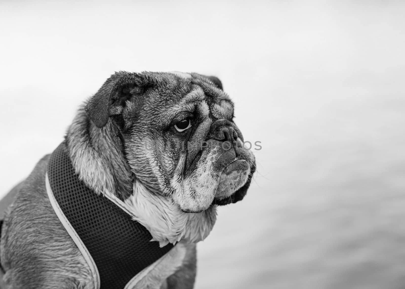 White and black closeup of portrait of Red English Bulldog out for a walk