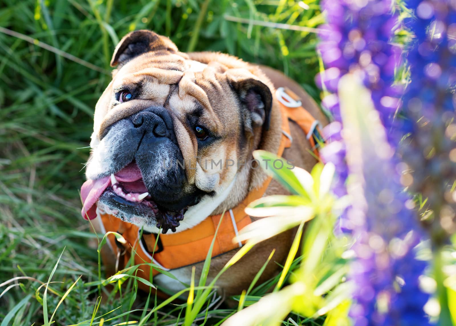 Closeup of a portrait of Red English Bulldogs in orange scarf out for a walk in the countryside