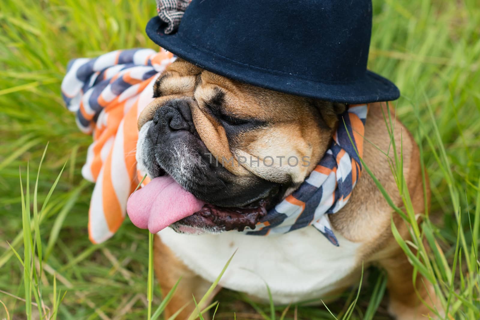 Red English Bulldog in a blue hat and scarf out for a walk sitting in the grass