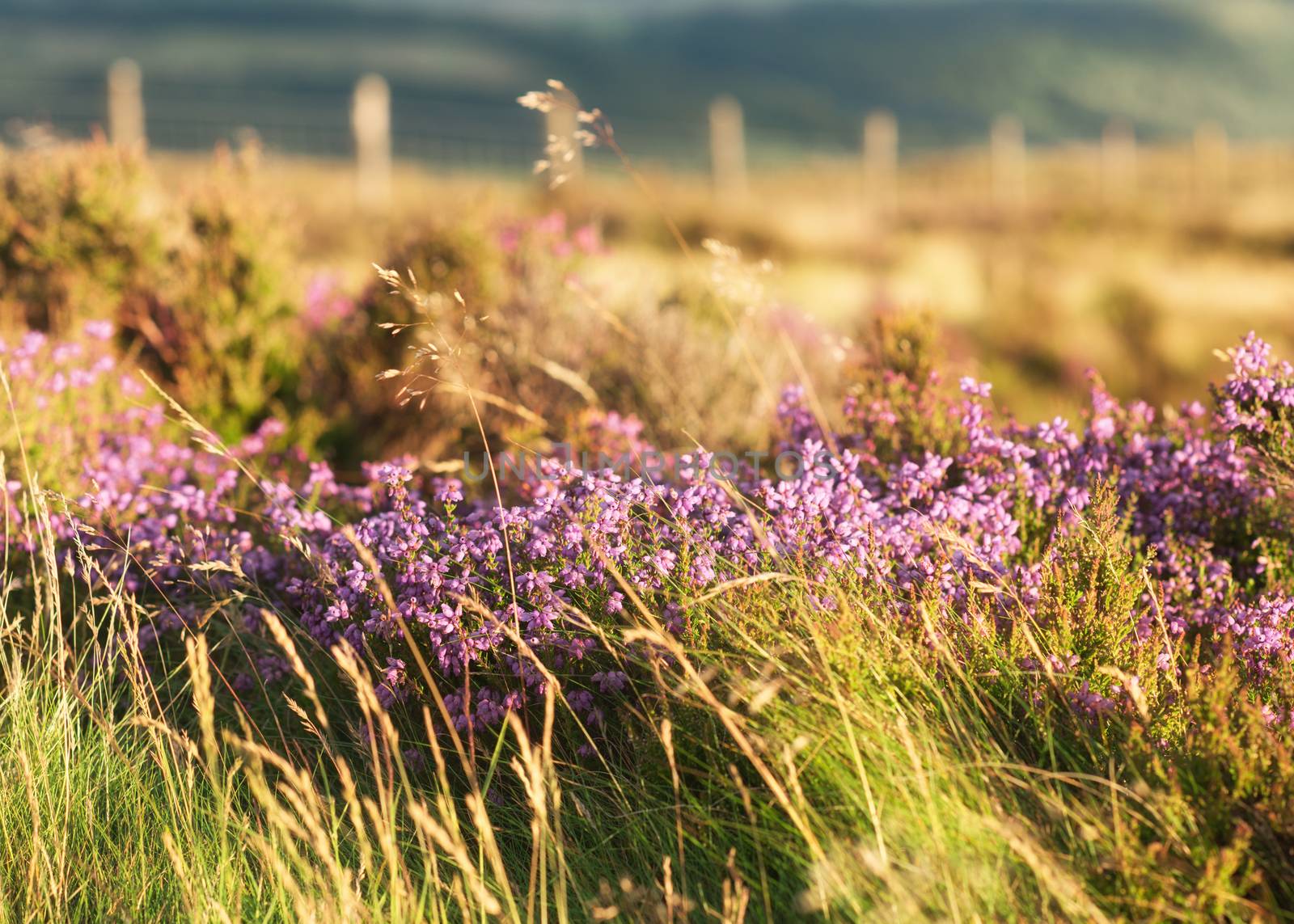 Heather on to of hill