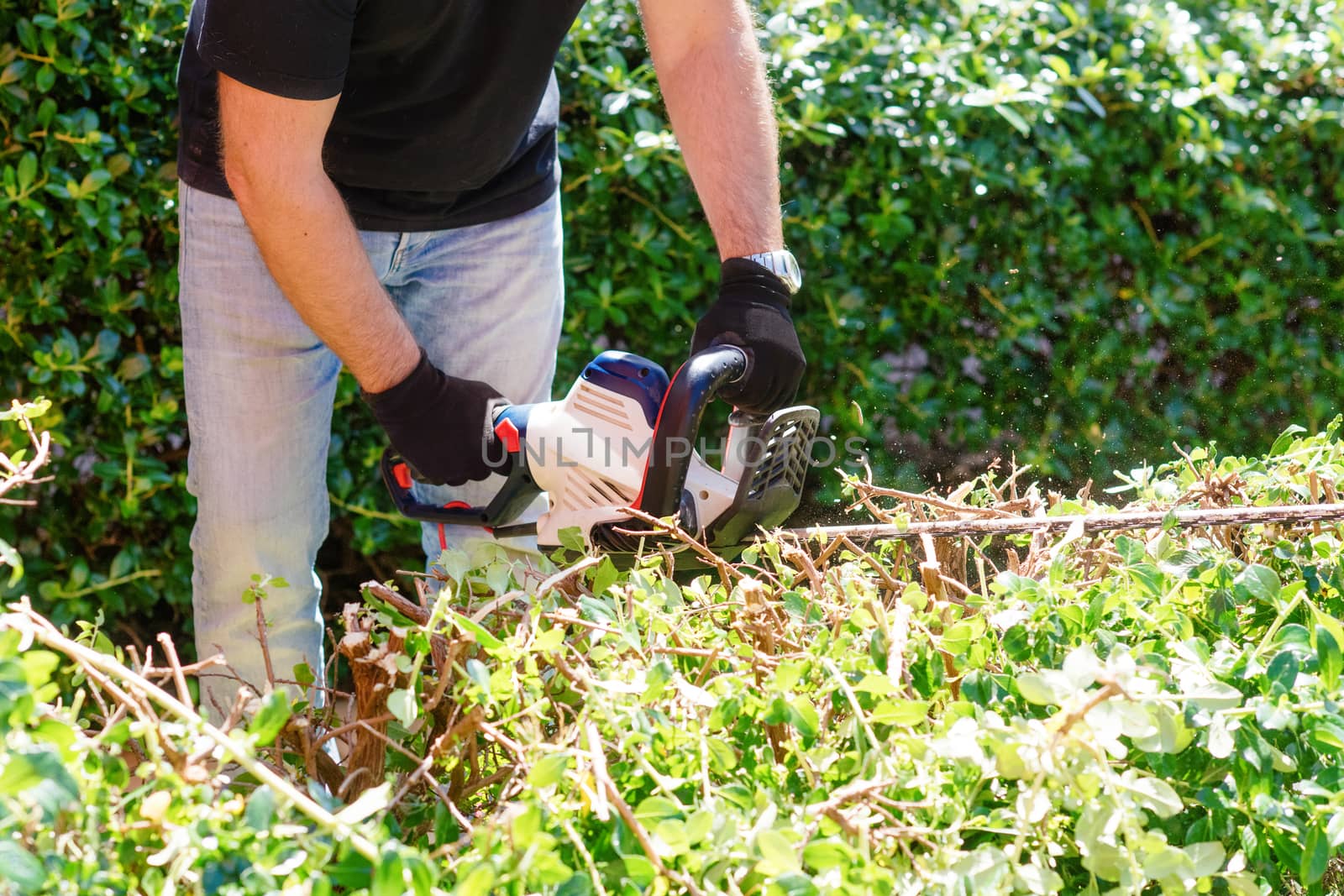 man cutting and trimming bushes and hedges