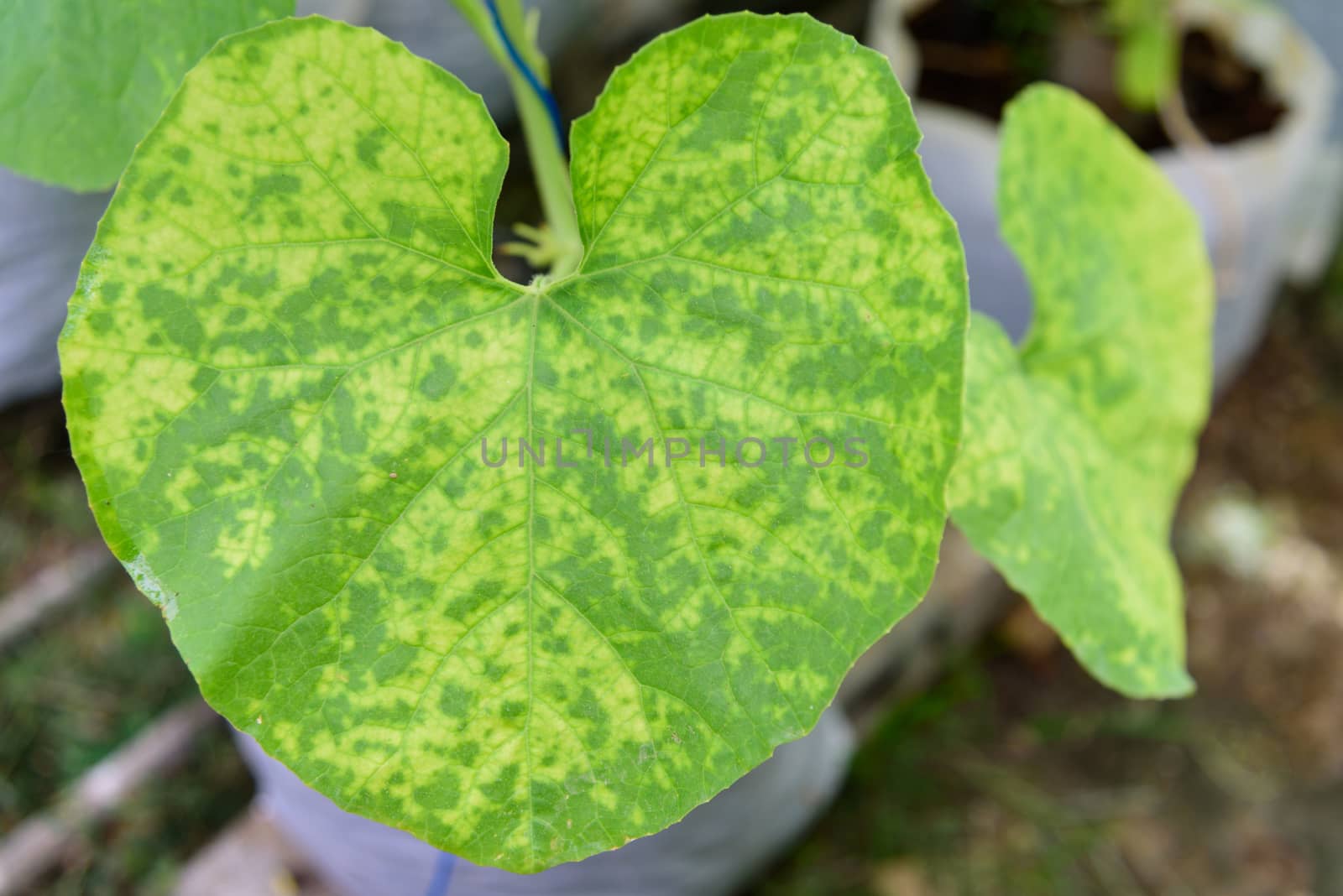 melon leaf has Lack of nutrition symptom by rukawajung