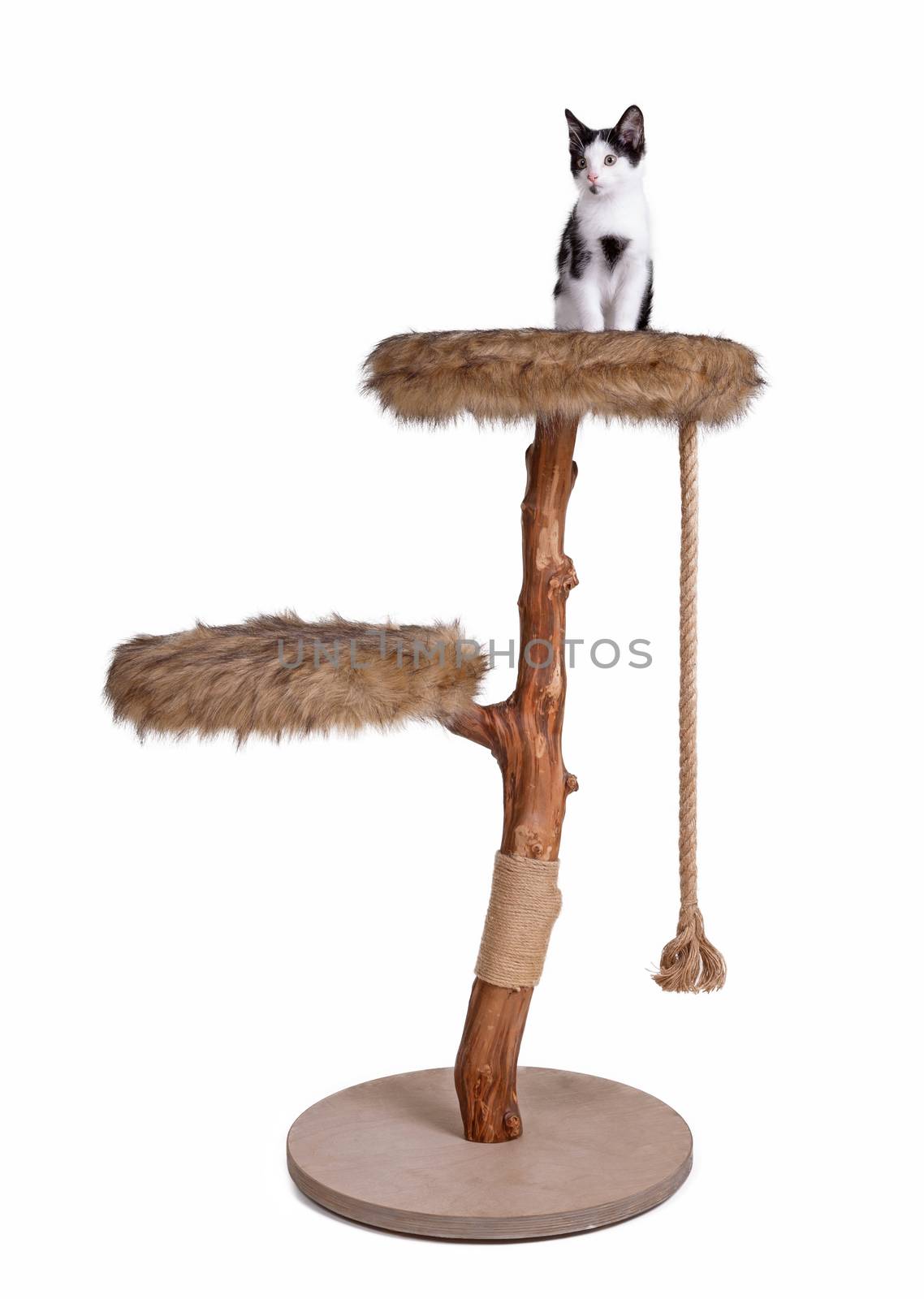 Cute kitten on top of a modern scratch pole