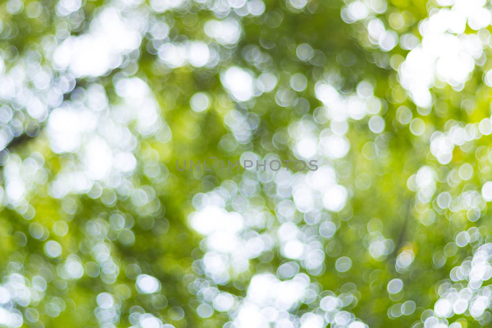 abstract blur of nature with the bokeh of light through the trees as a background image