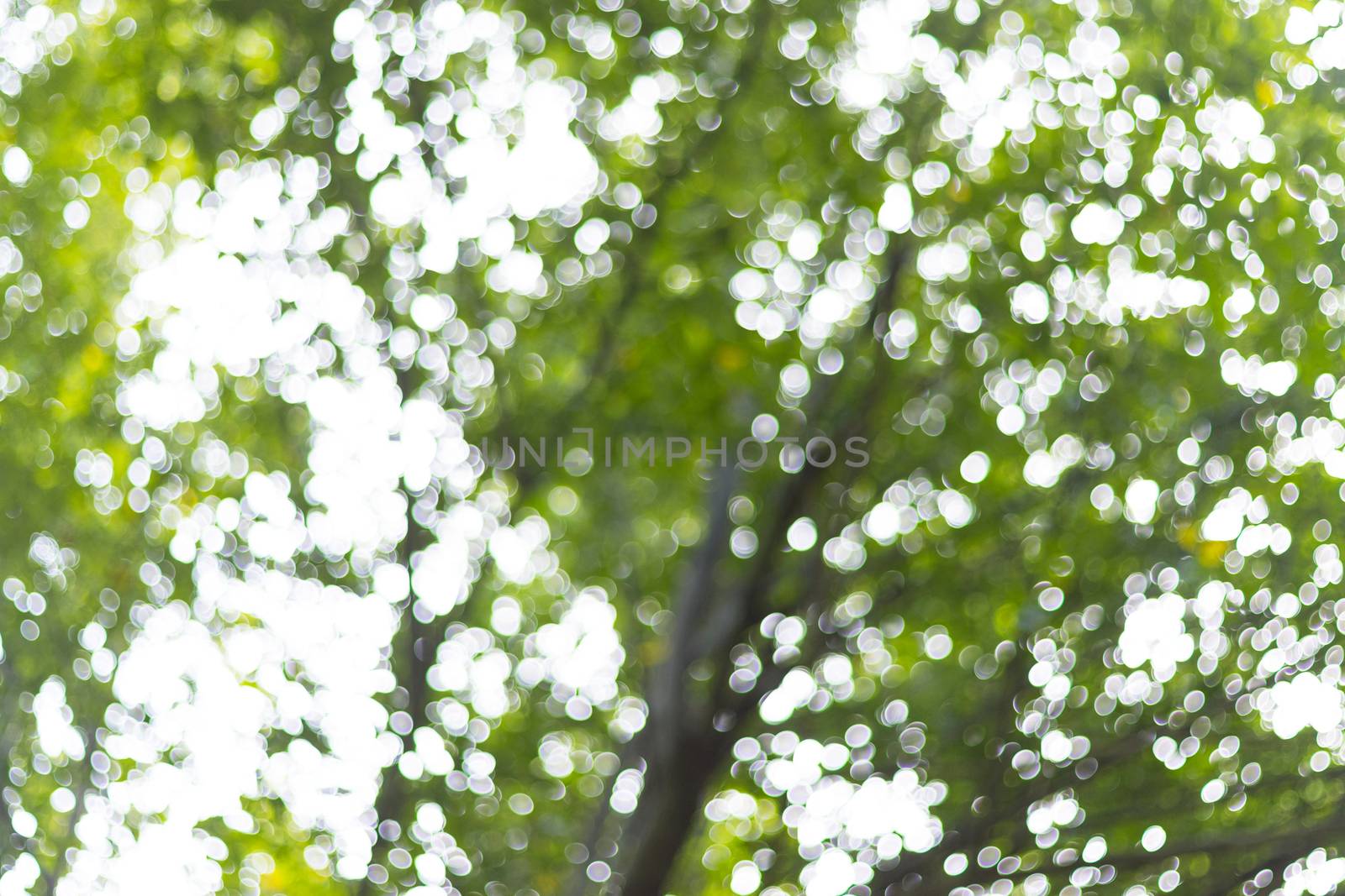 abstract blur of nature with the bokeh of light through the trees as a background image