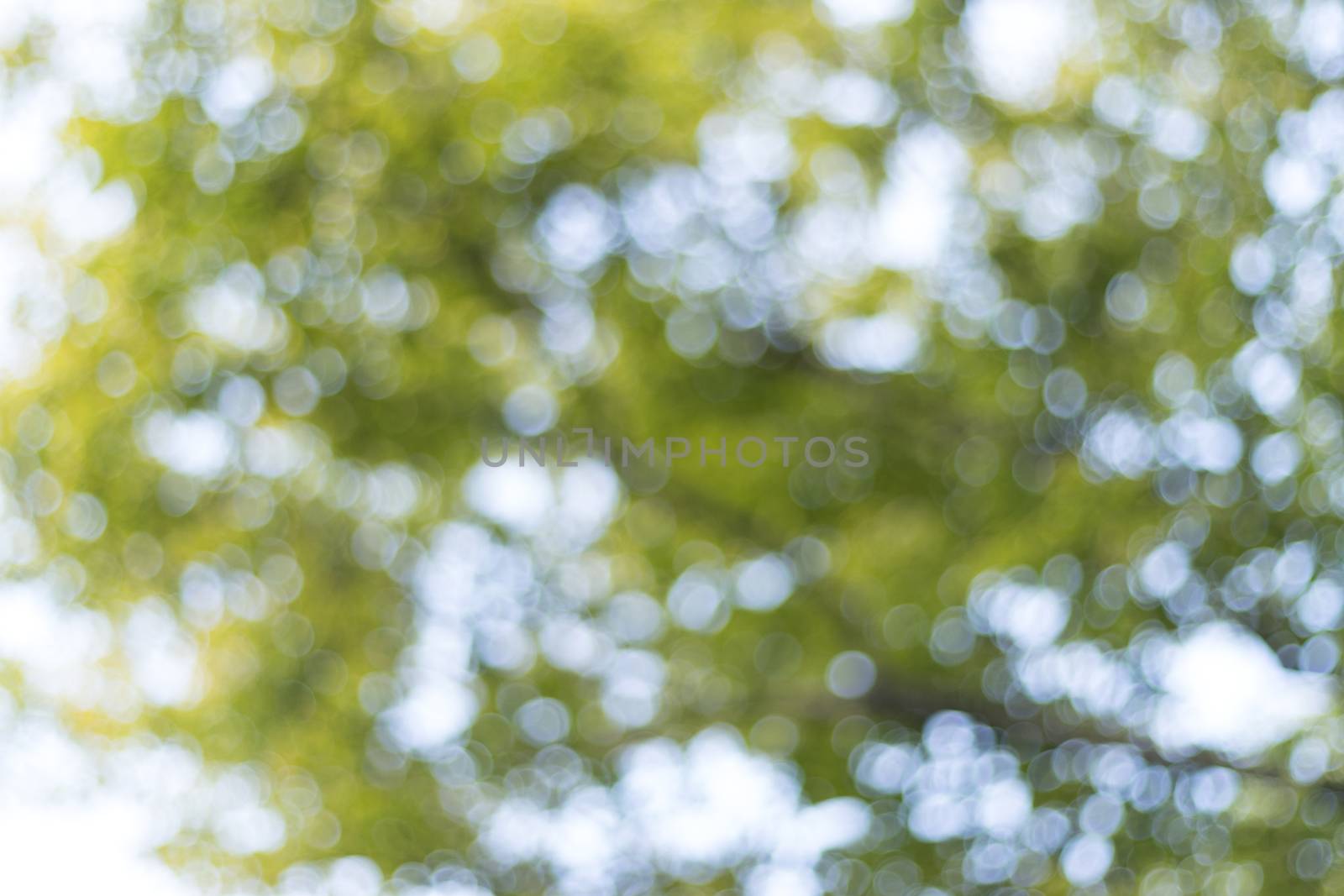 abstract blur of nature with the bokeh of light through the trees as a background image