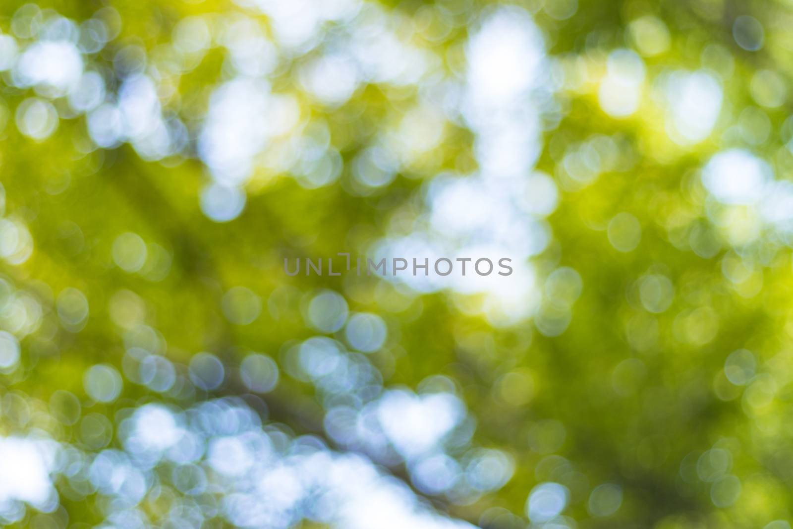 abstract blur of nature with the bokeh of light through the trees as a background image