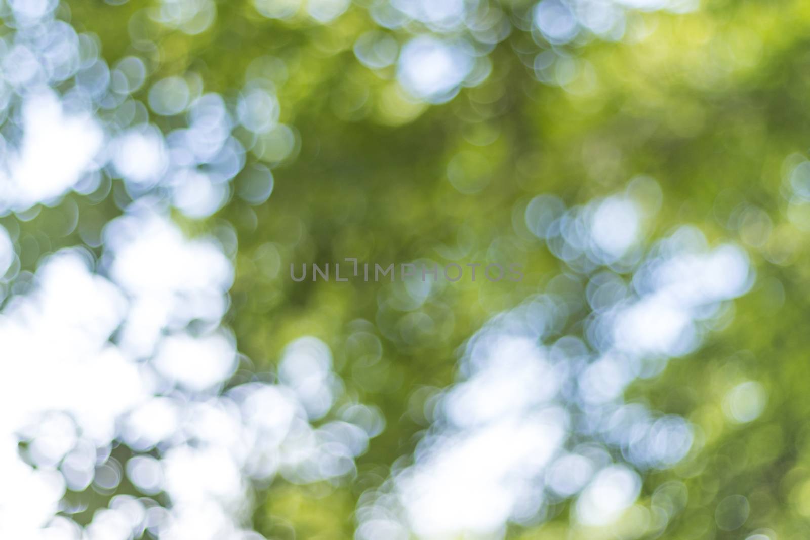 abstract blur of nature with the bokeh of light through the trees as a background image