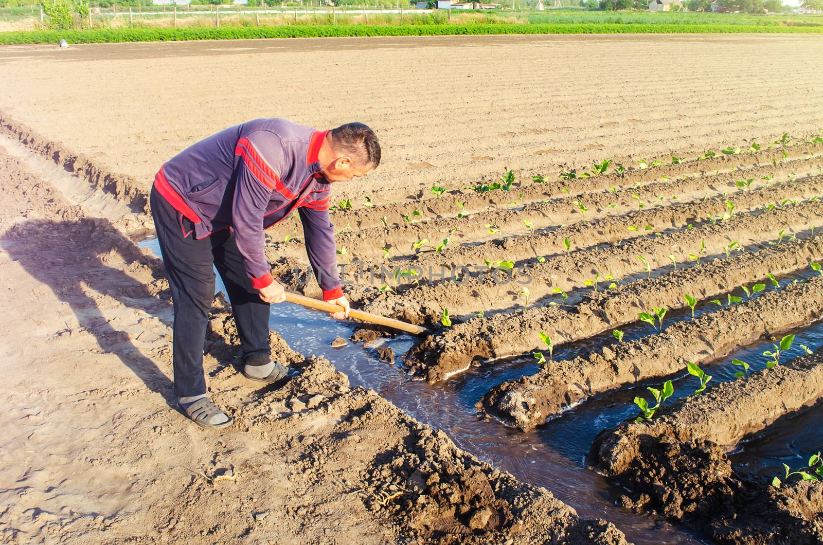 The farmer manages the irrigation of the plantation field with a shovel. Irrigation system, shut-off and flow redirection. Care of agricultural plants. Heavy watering. Manual labor. Agriculture farm by iLixe48