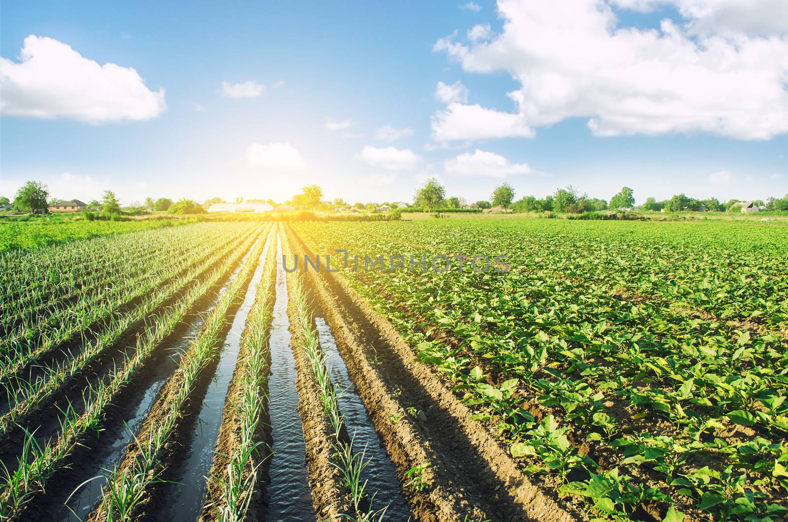 Water flows through irrigation canals on a farm leek onion plantation. Water supply system, cultivation in arid regions. Agriculture and agribusiness. Caring for plants, growing food.