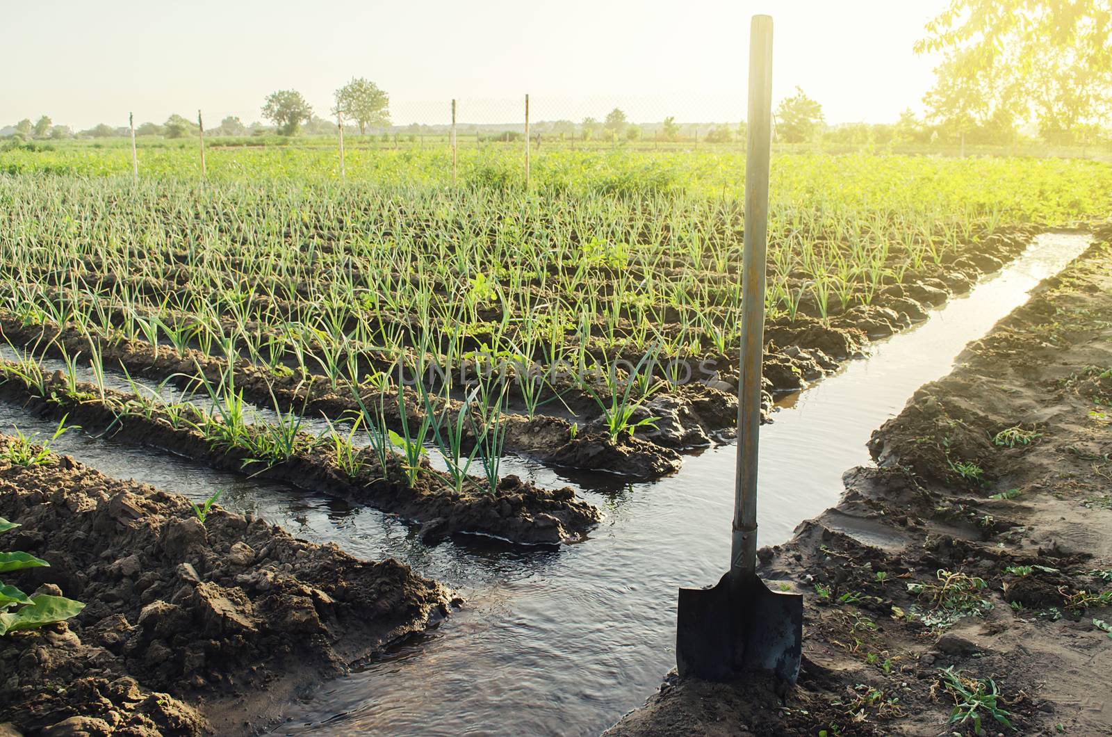 Irrigation canals with water on the plantation field. Water supply system, cultivation in arid regions. Agronomy. Rural countryside. European farm, farming. Caring for plants