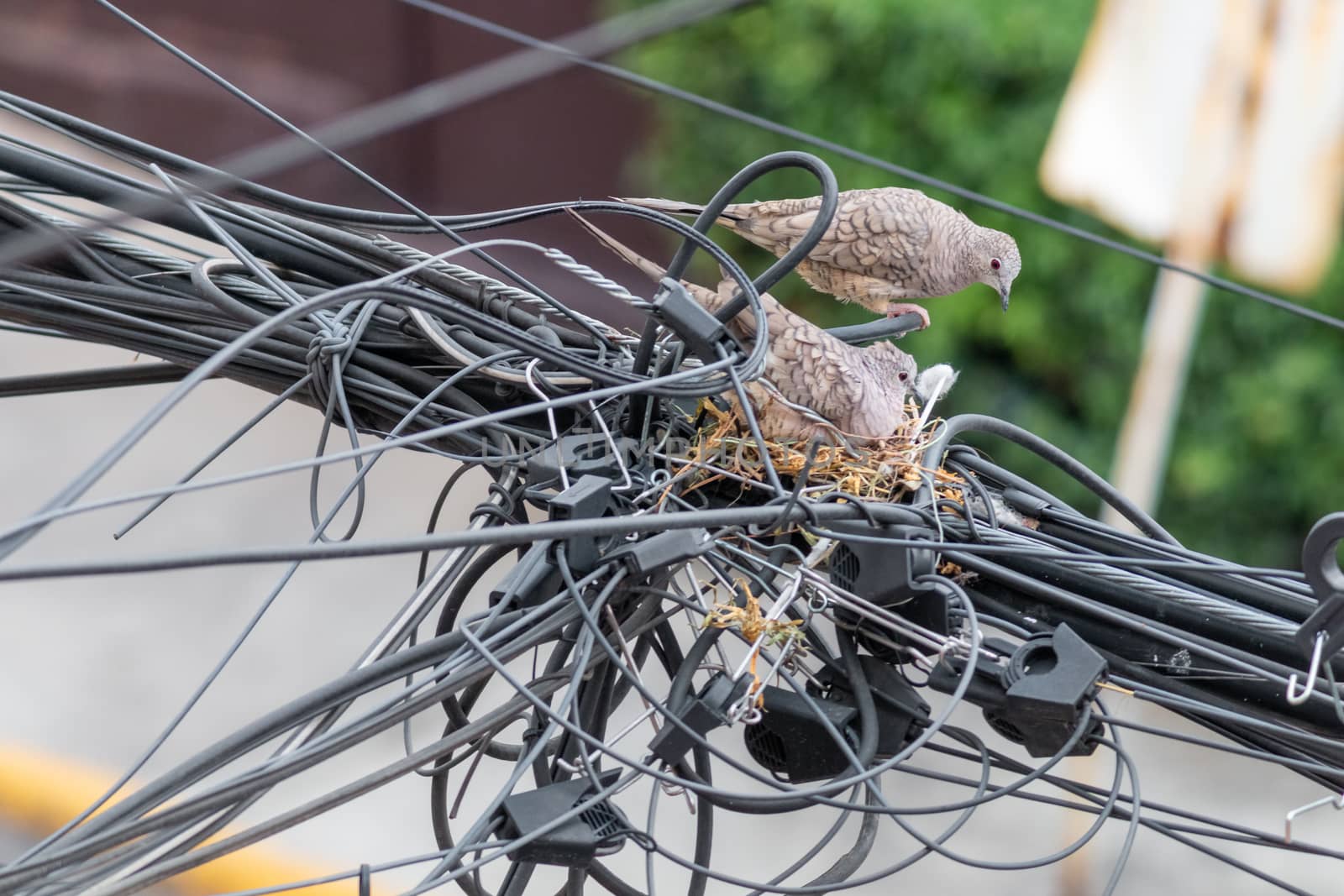 Pair of dove birds making their nest in some light cables. by leo_de_la_garza