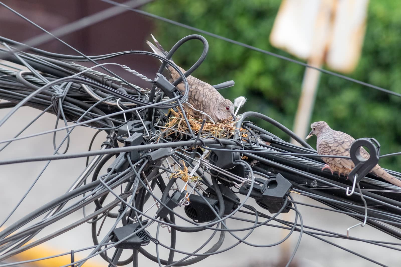 Pair of dove birds making their nest in some light cables. Urban nature