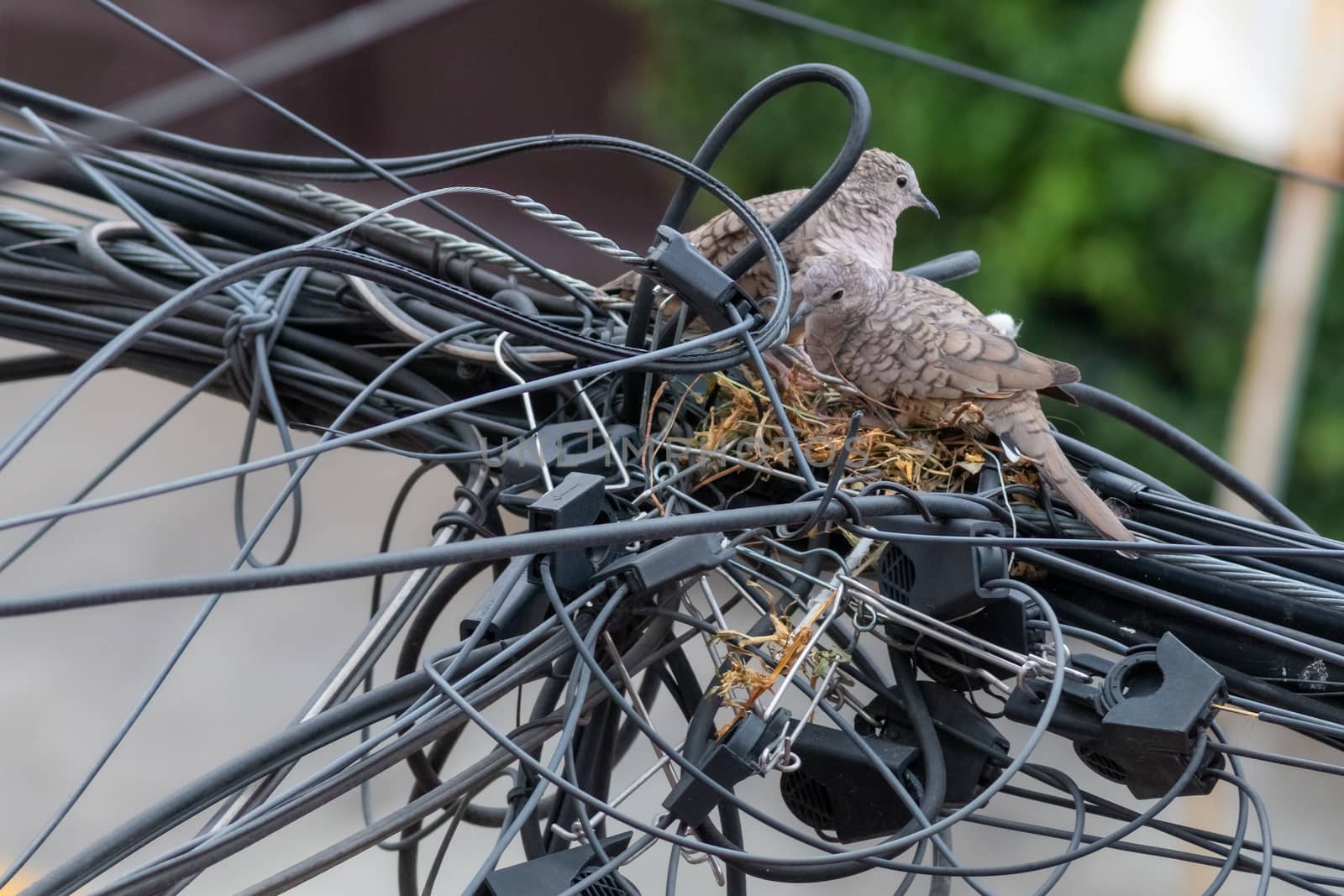 Pair of dove birds making their nest in some light cables. Urban nature