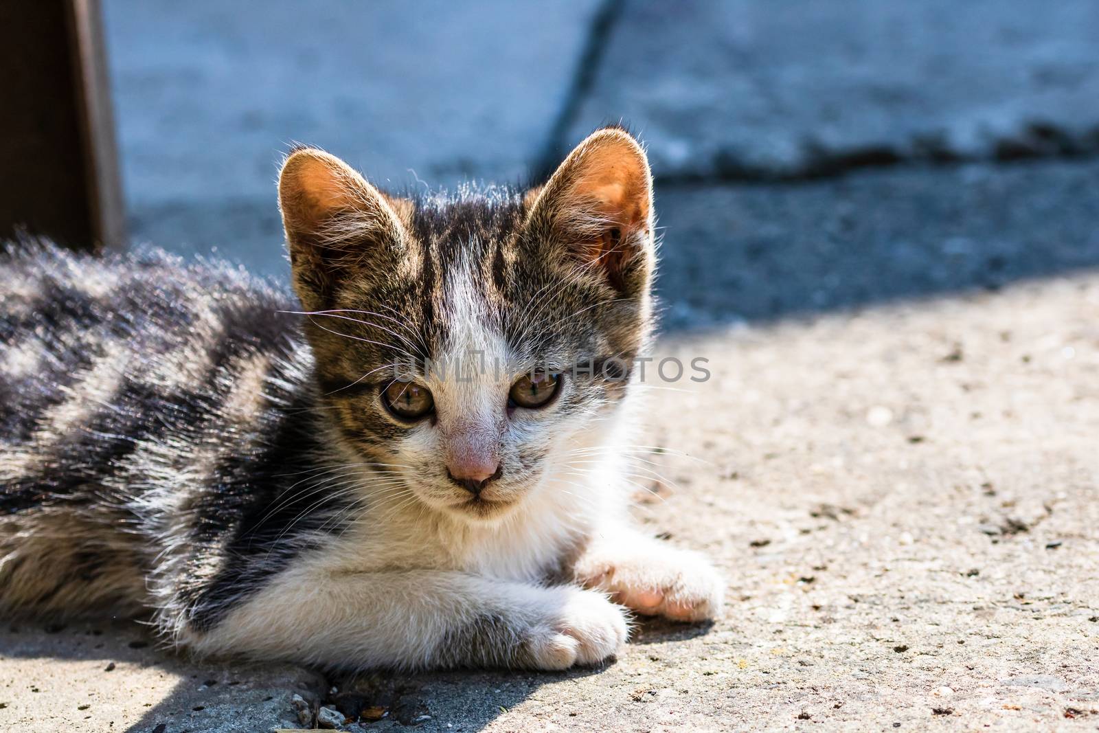 Close up of cute little kitten, sitting or playing outdoor in garden.