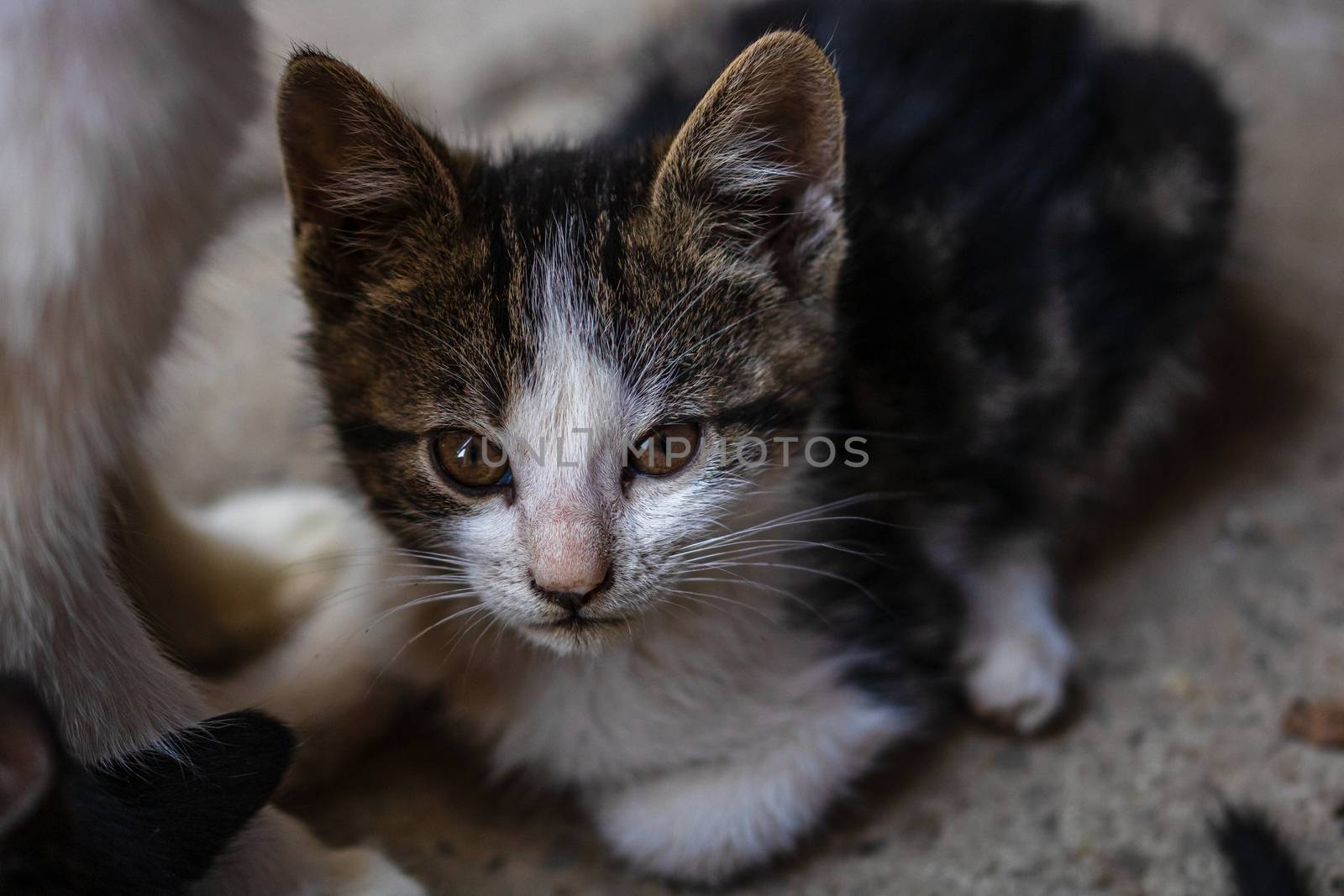 Close up of cute little kitten, sitting or playing outdoor in garden.