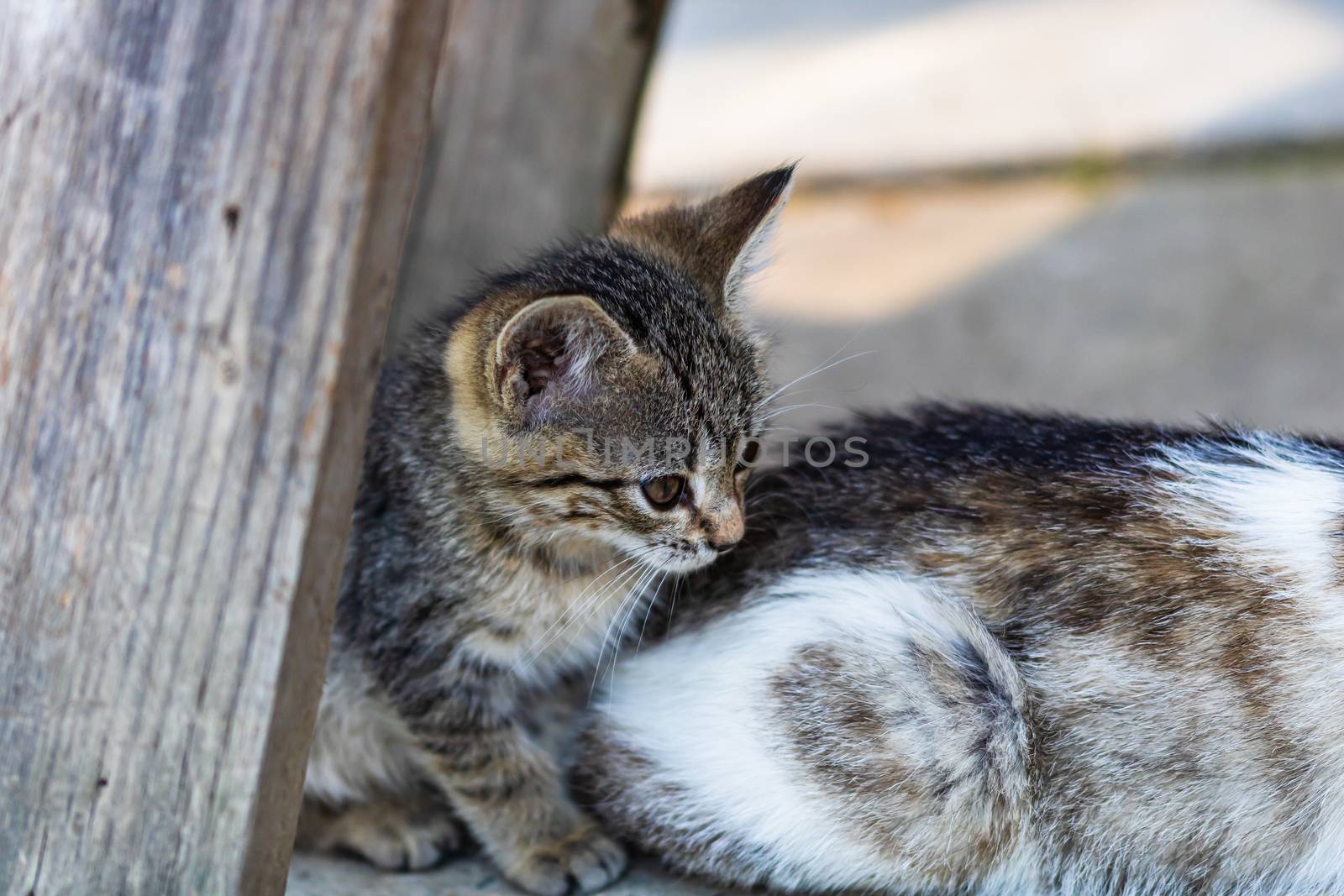 Close up of cute little kitten, sitting or playing outdoor in garden.