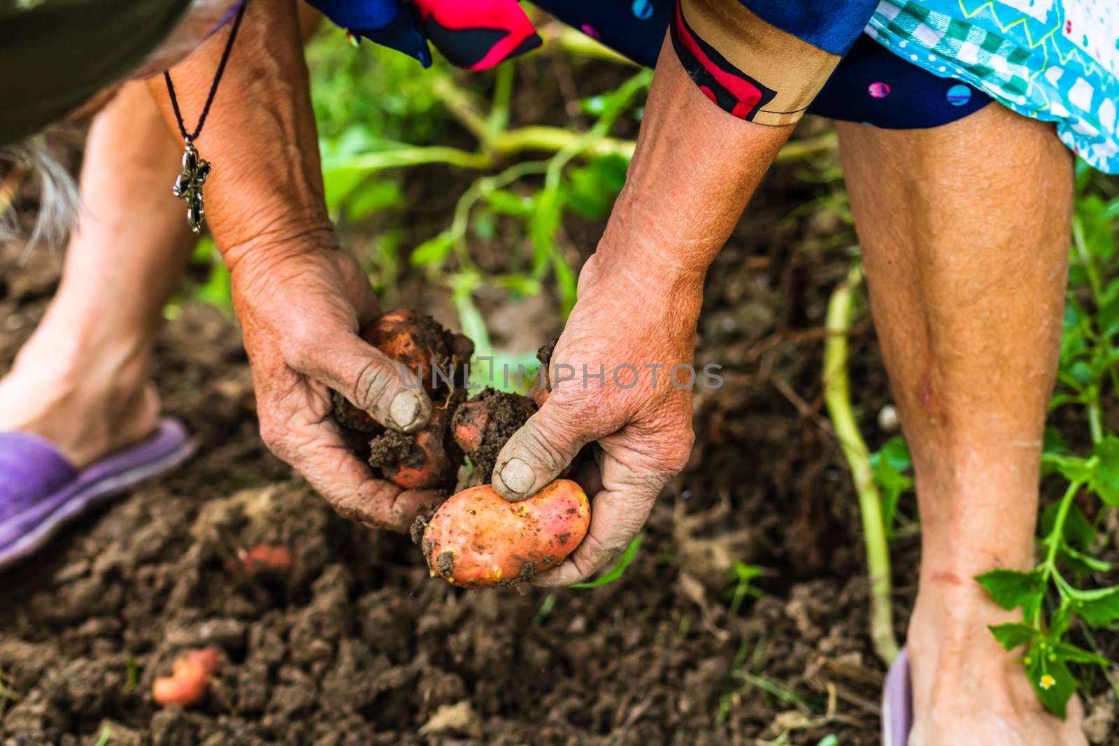 Harvesting and digging potatoes with hoe and hand in garden. Dig by vladispas