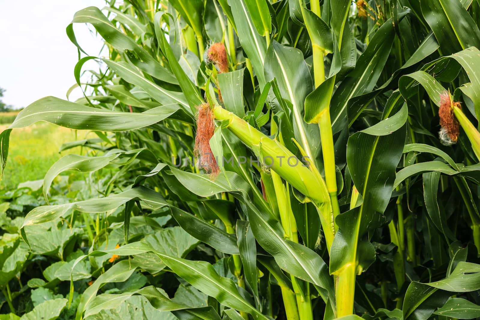 Unripe green corn in the garden. Corn stalks, flowers and leaves on  a sunny day.