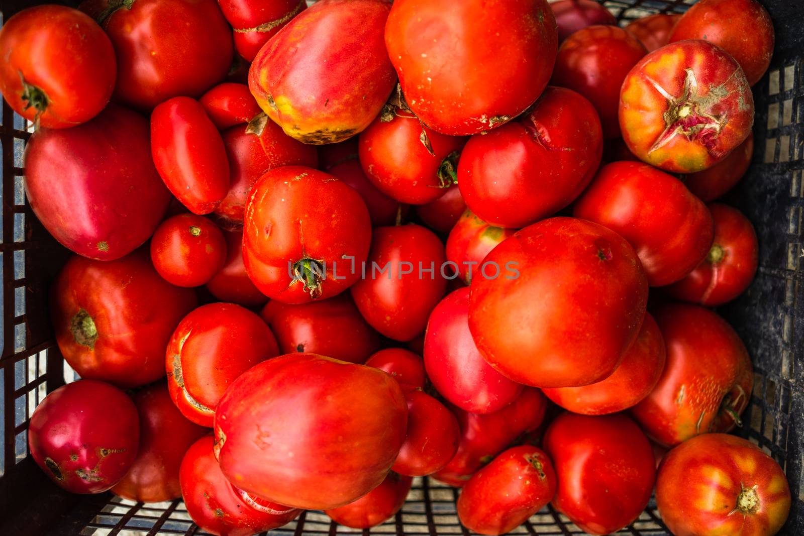 Ripe tomatoes from greenhouse. Home gardening of plants that suffers from severe drought and hot sun.