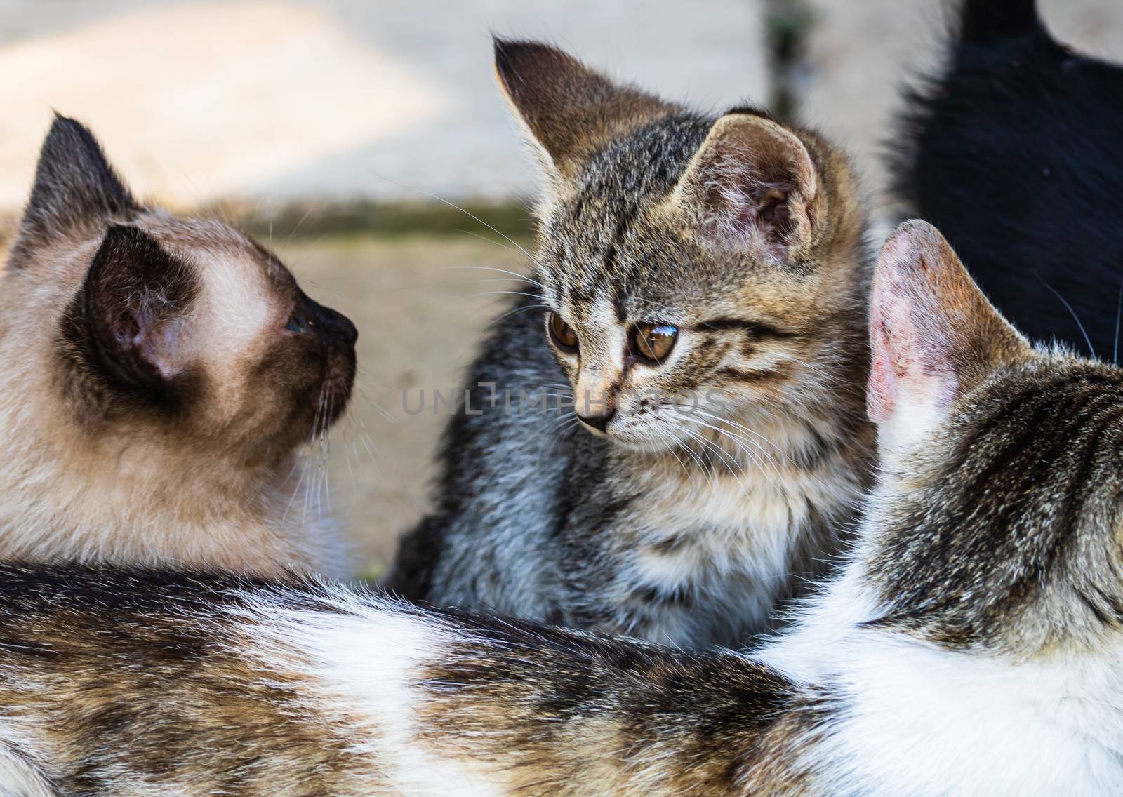 Close up of cute little kittens, sitting or playing outdoor in garden.