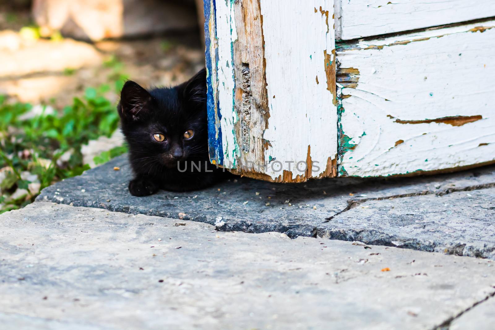 Close up of cute little kitten, sitting or playing outdoor in garden.