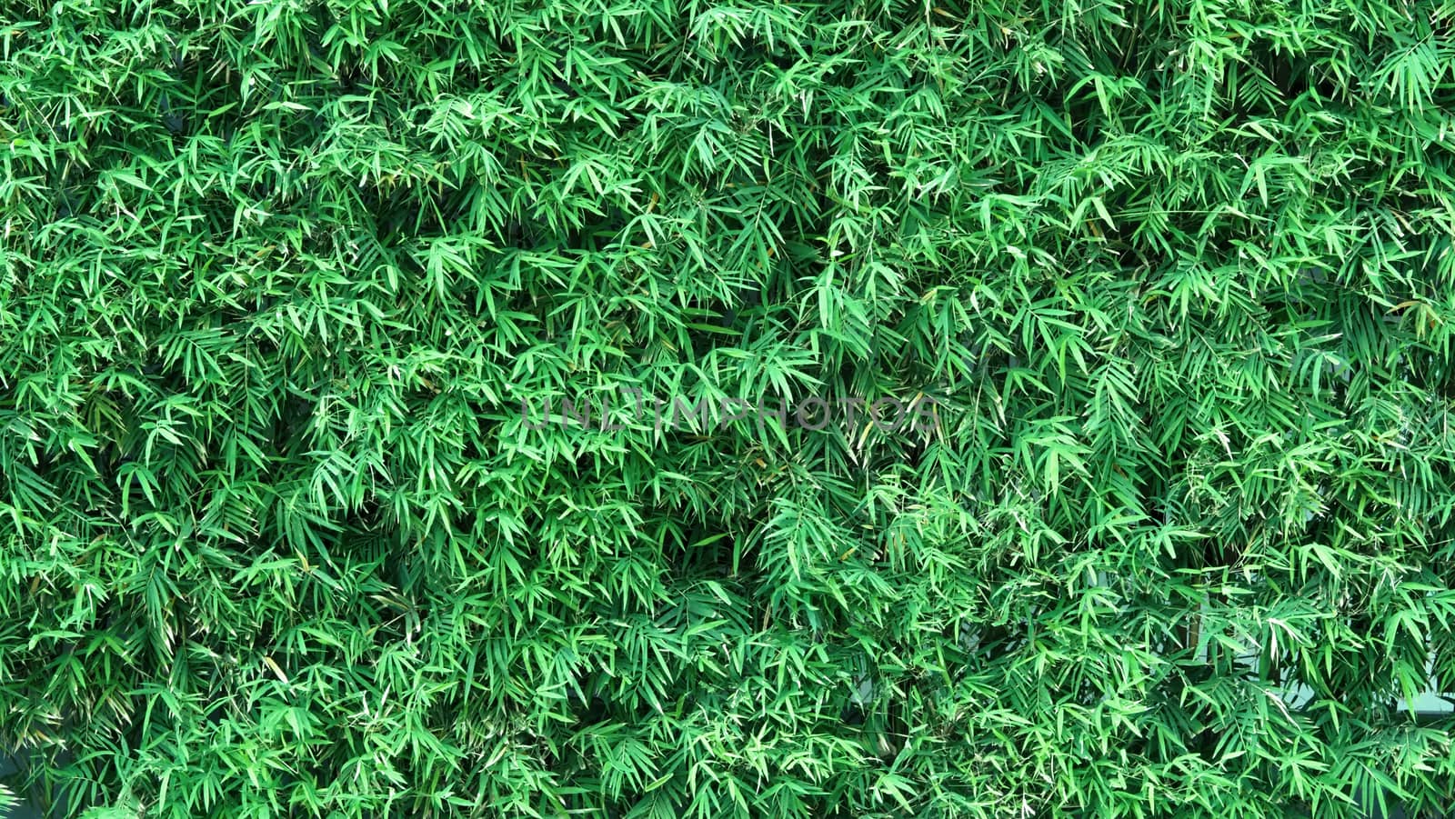 Bamboo tree green color fresh leaf for background by gnepphoto