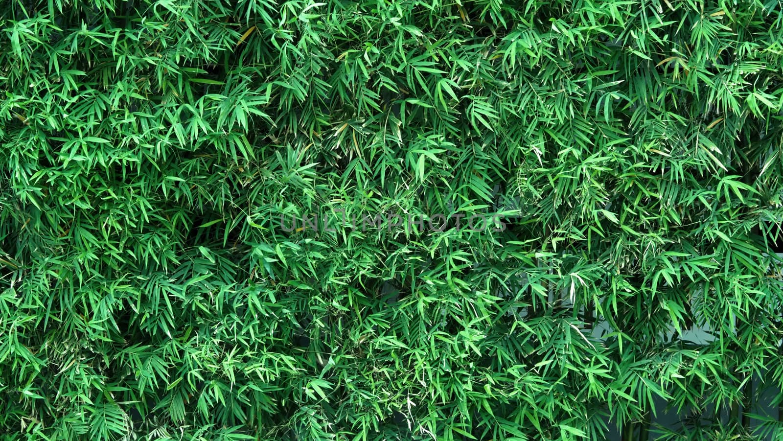 Bamboo tree green color fresh leaf for background by gnepphoto