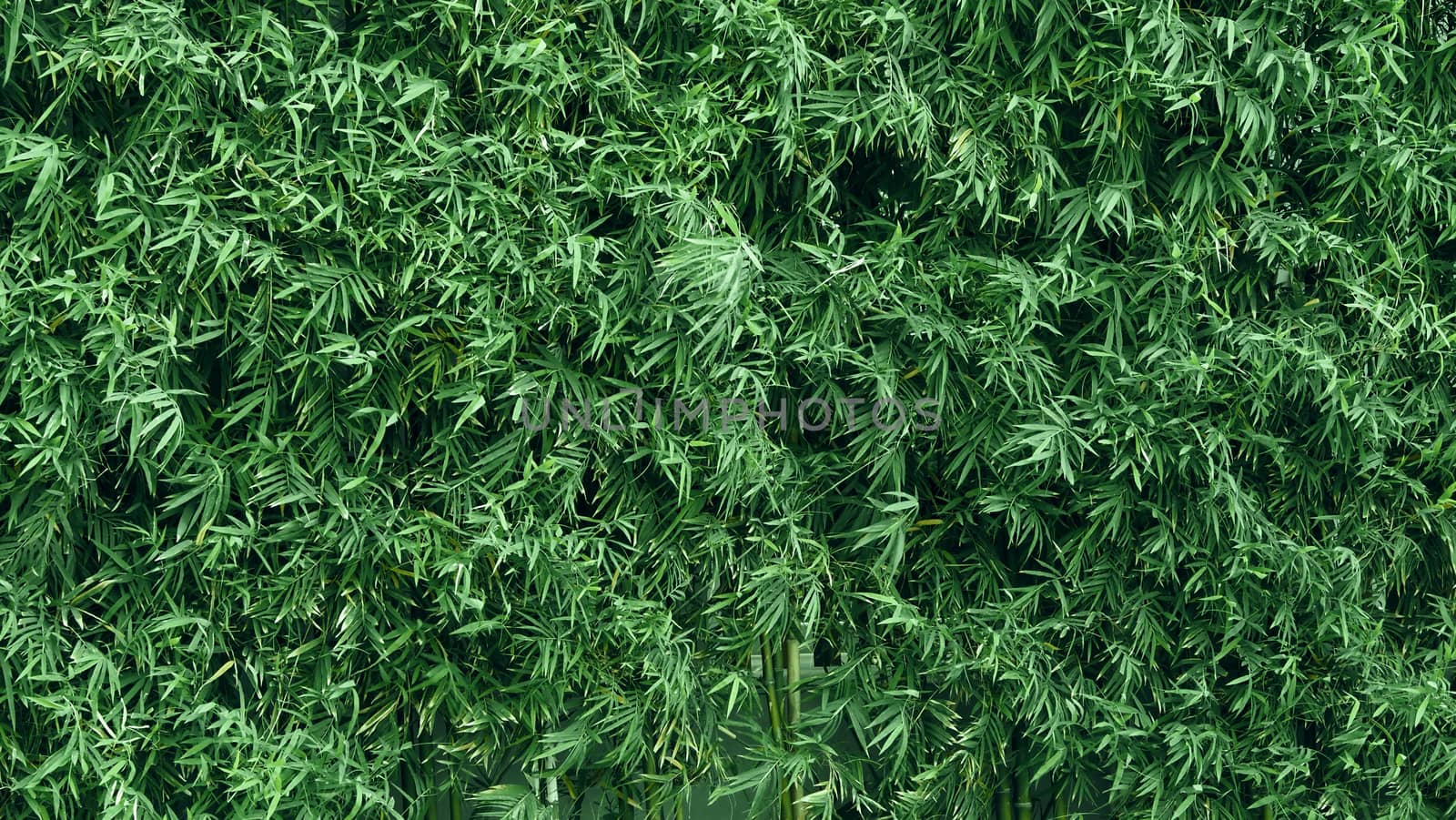 Bamboo tree which green color fresh leaf and light brown for body and beautiful pattern for background or decoration outdoor architecture building and can use for natural private fence in house.