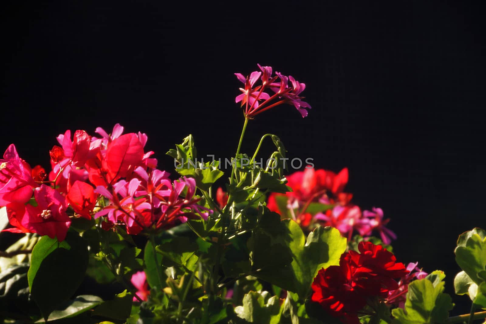 red geranium flowers close up on nature background. by Annado