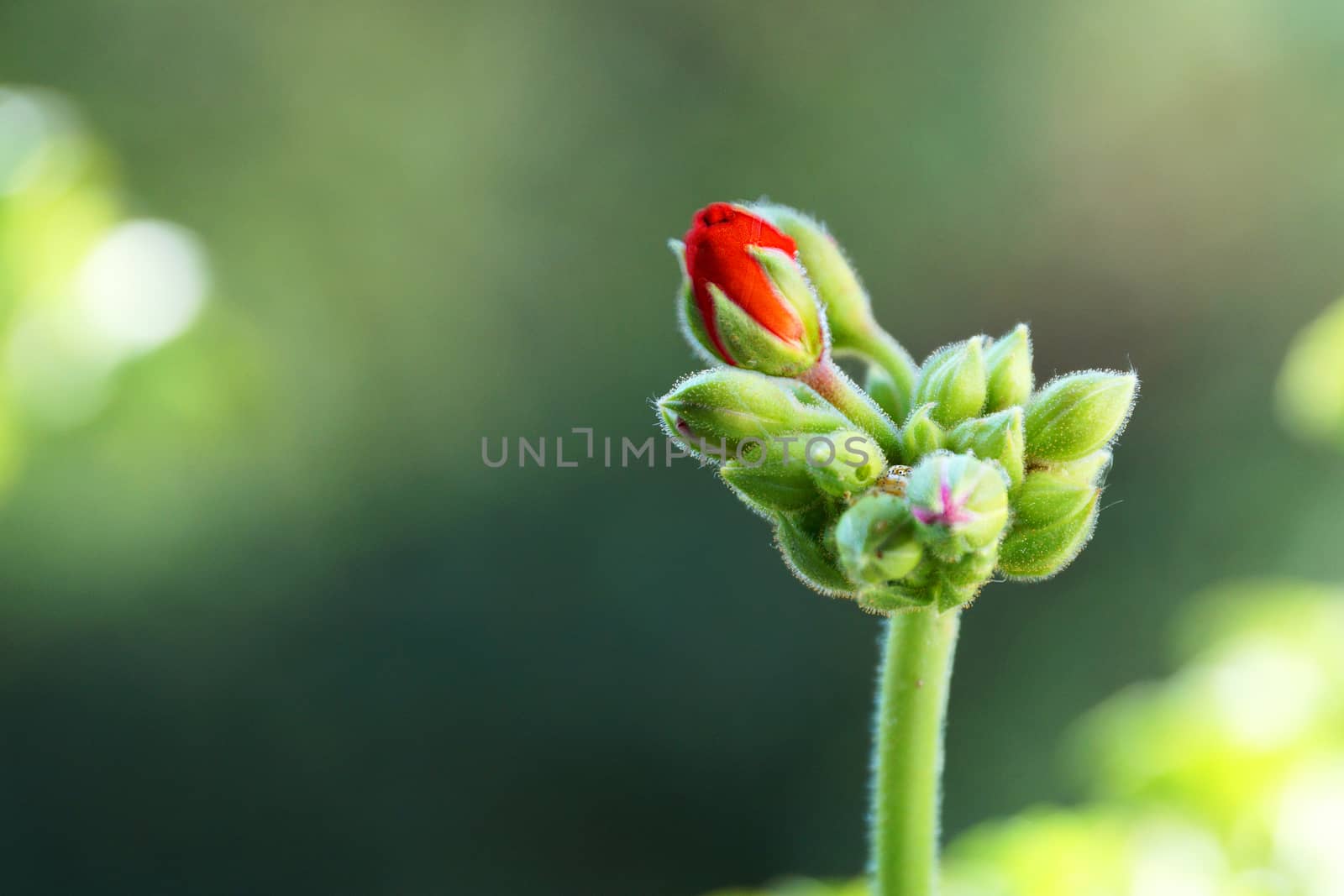 buds of red geranium on the background of nature close-up by Annado