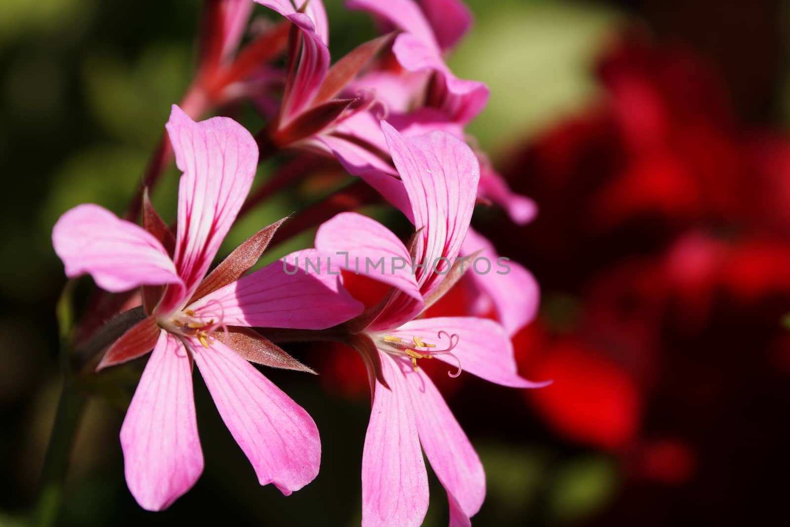 pink pelargonium close up on nature background by Annado