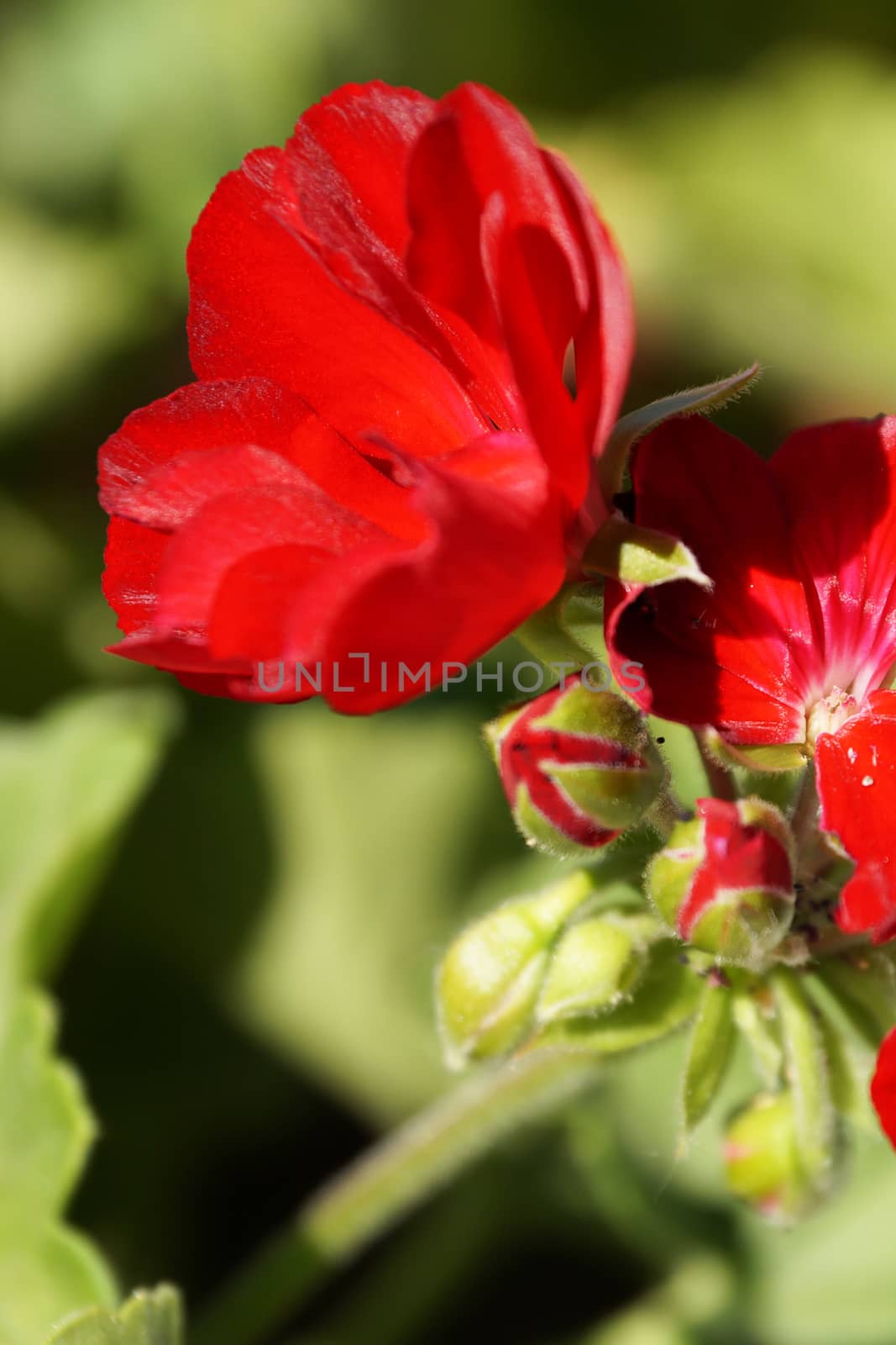 red geranium flowers close up on nature background. by Annado