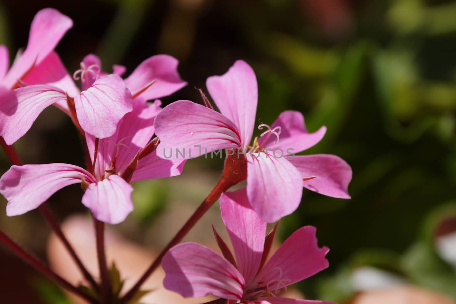 pink pelargonium close-up on nature background