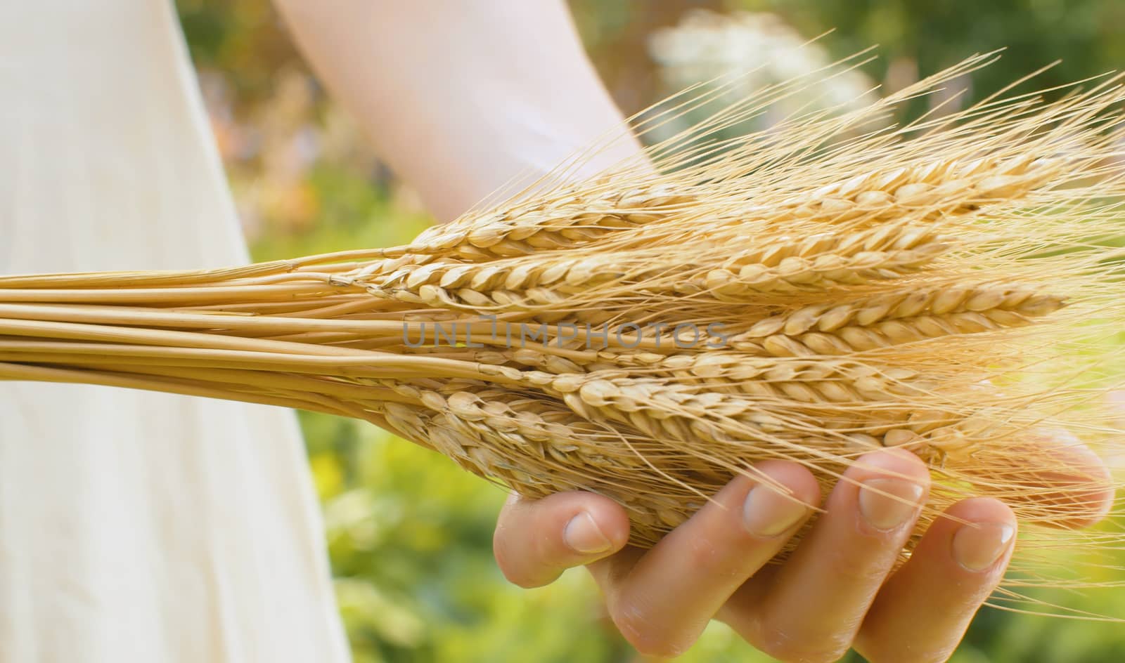 Woman with a sheaf of rye in his hands. Close up female hands and ripe raw cereals oudoors