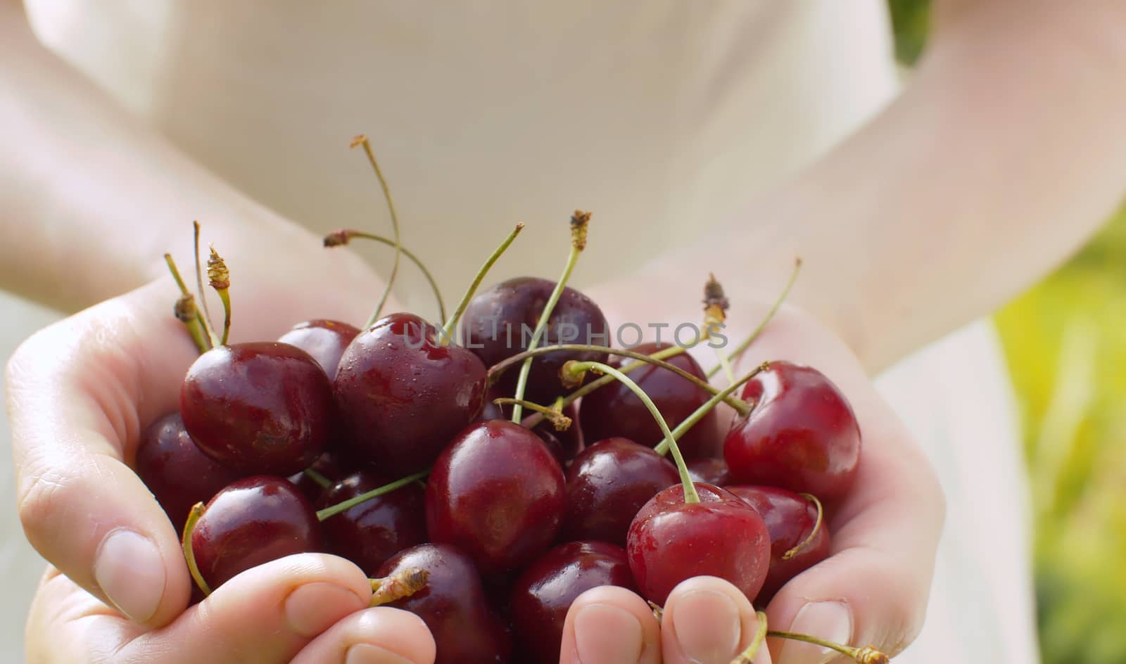 Close up ripe red cherry in female hands. Agriculture, gardening or ecology. Healthy fresh food concept